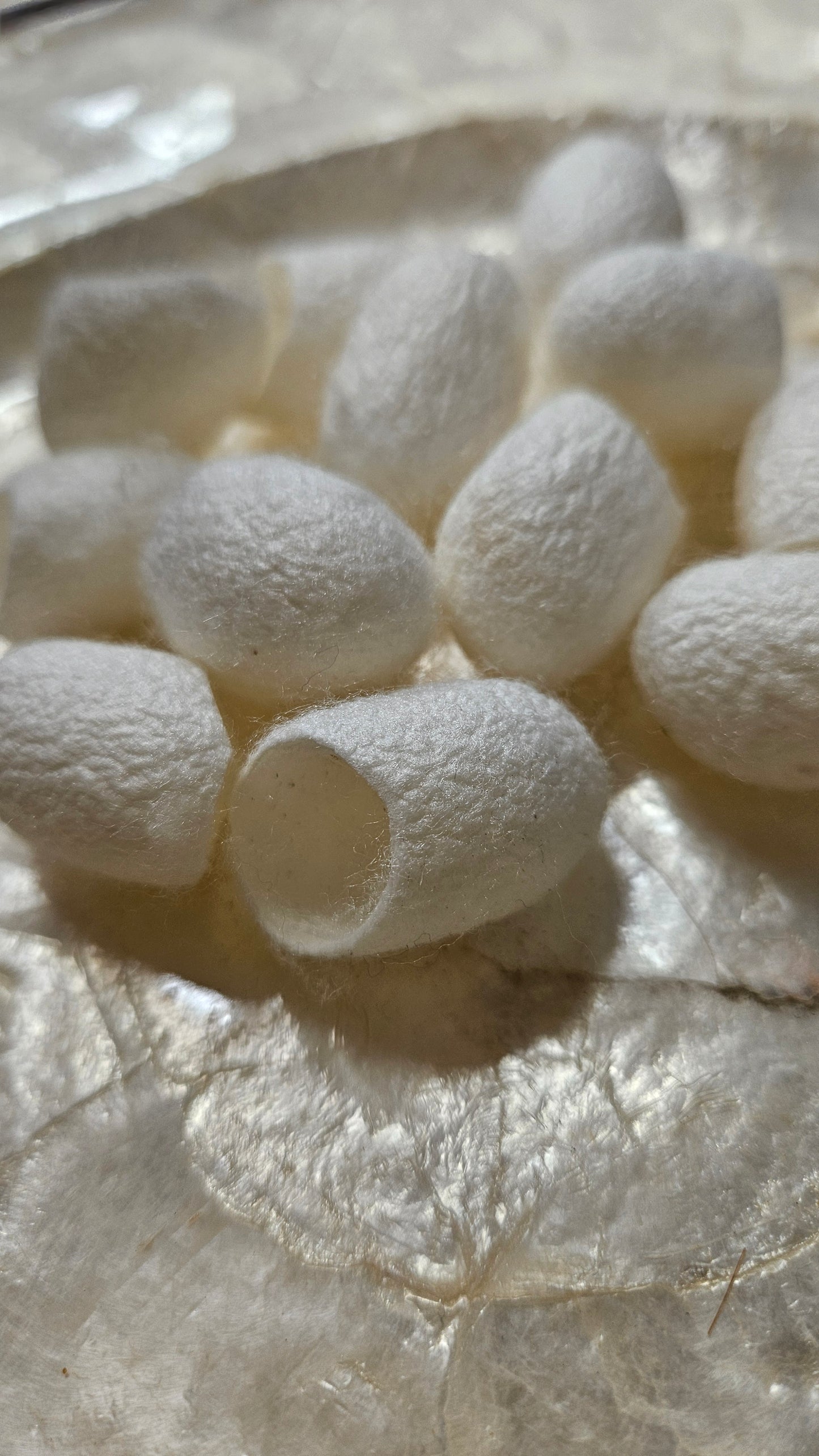 SILK COCOONS - undyed natural silk cocoons - 24 pieces