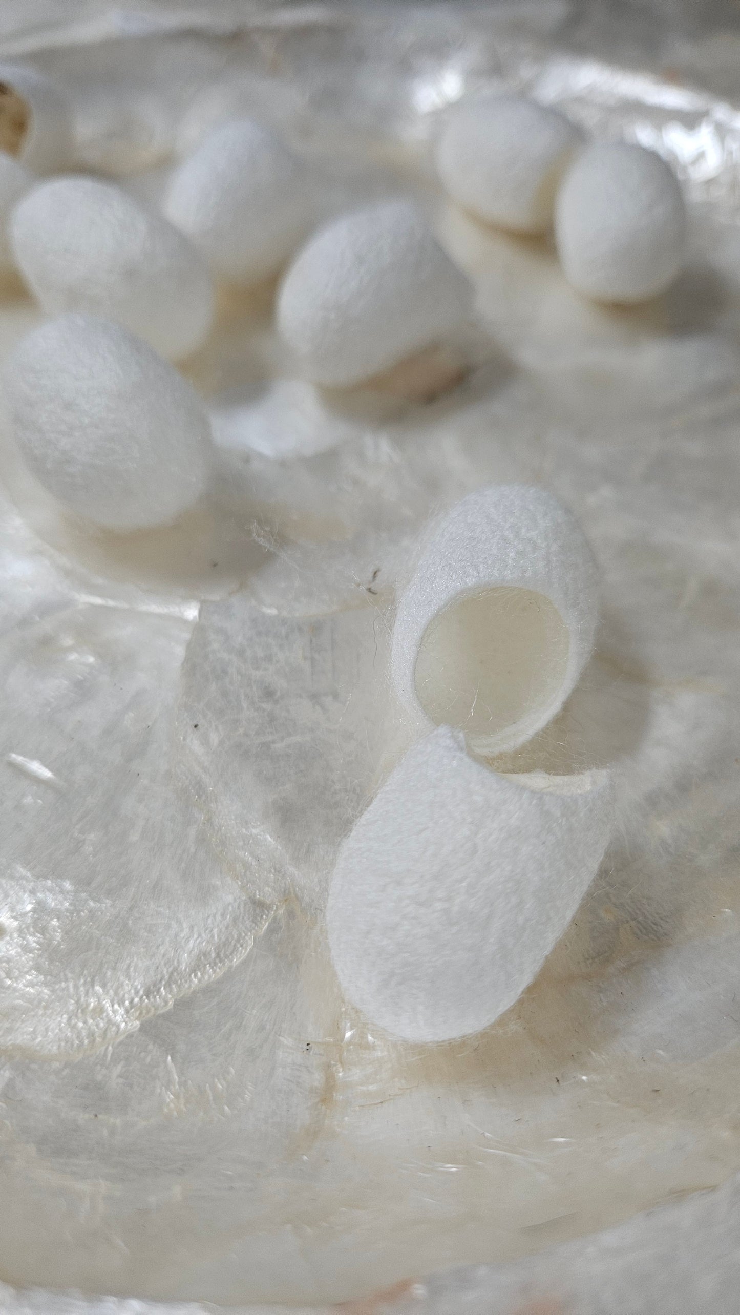 SILK COCOONS - undyed natural silk cocoons - 24 pieces