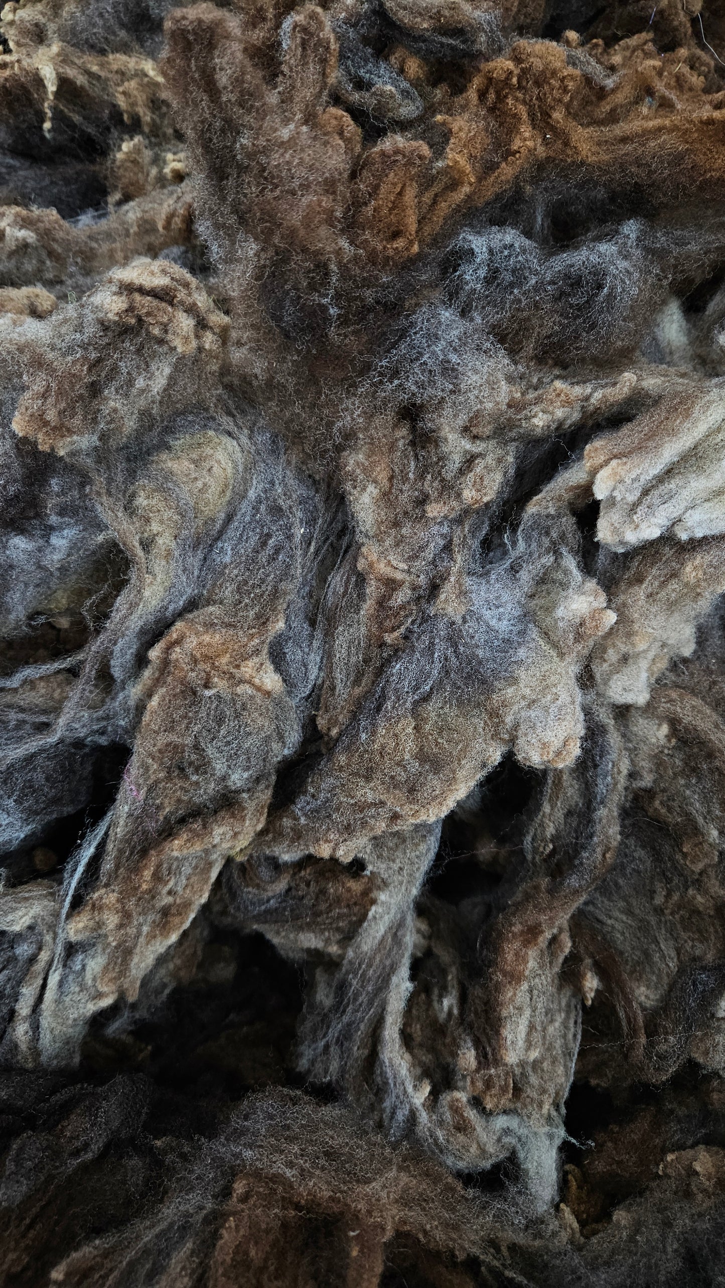 MORRIT RAMBOUILLET - gently washed fine wool French Merino fleece for blending and felting - 4 oz | 113 g