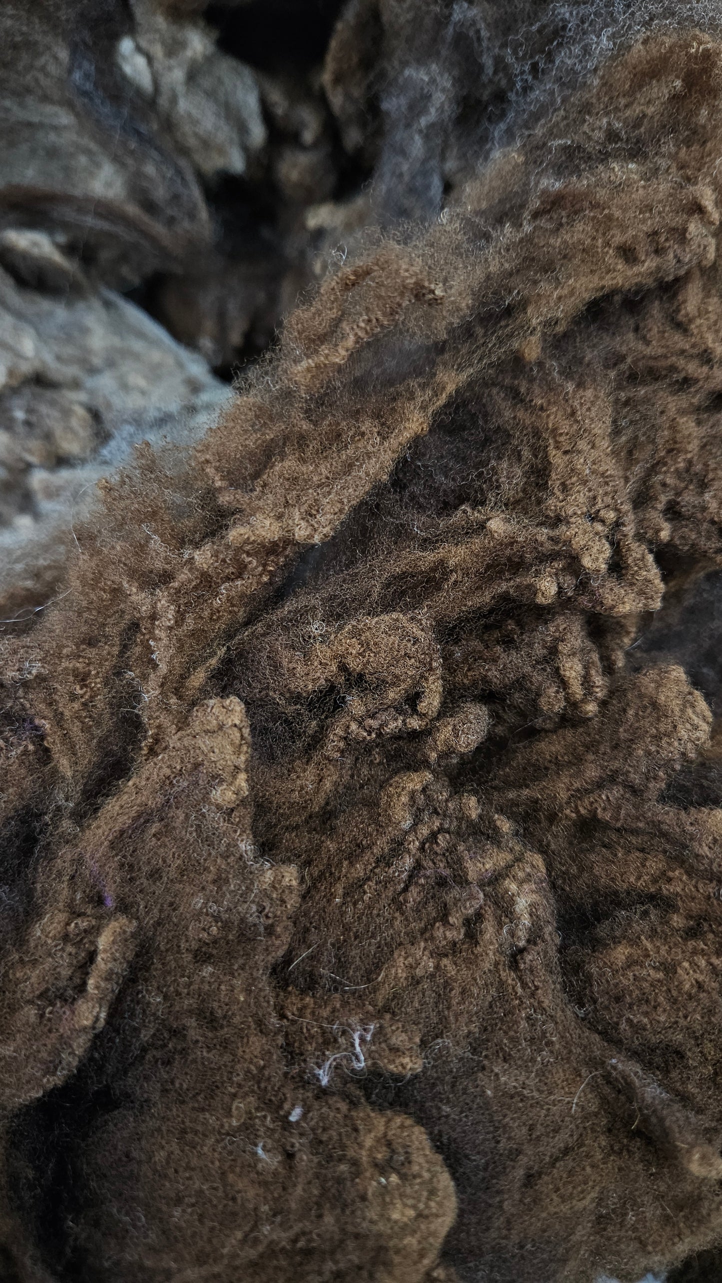MORRIT RAMBOUILLET - gently washed fine wool French Merino fleece for blending and felting - 4 oz | 113 g