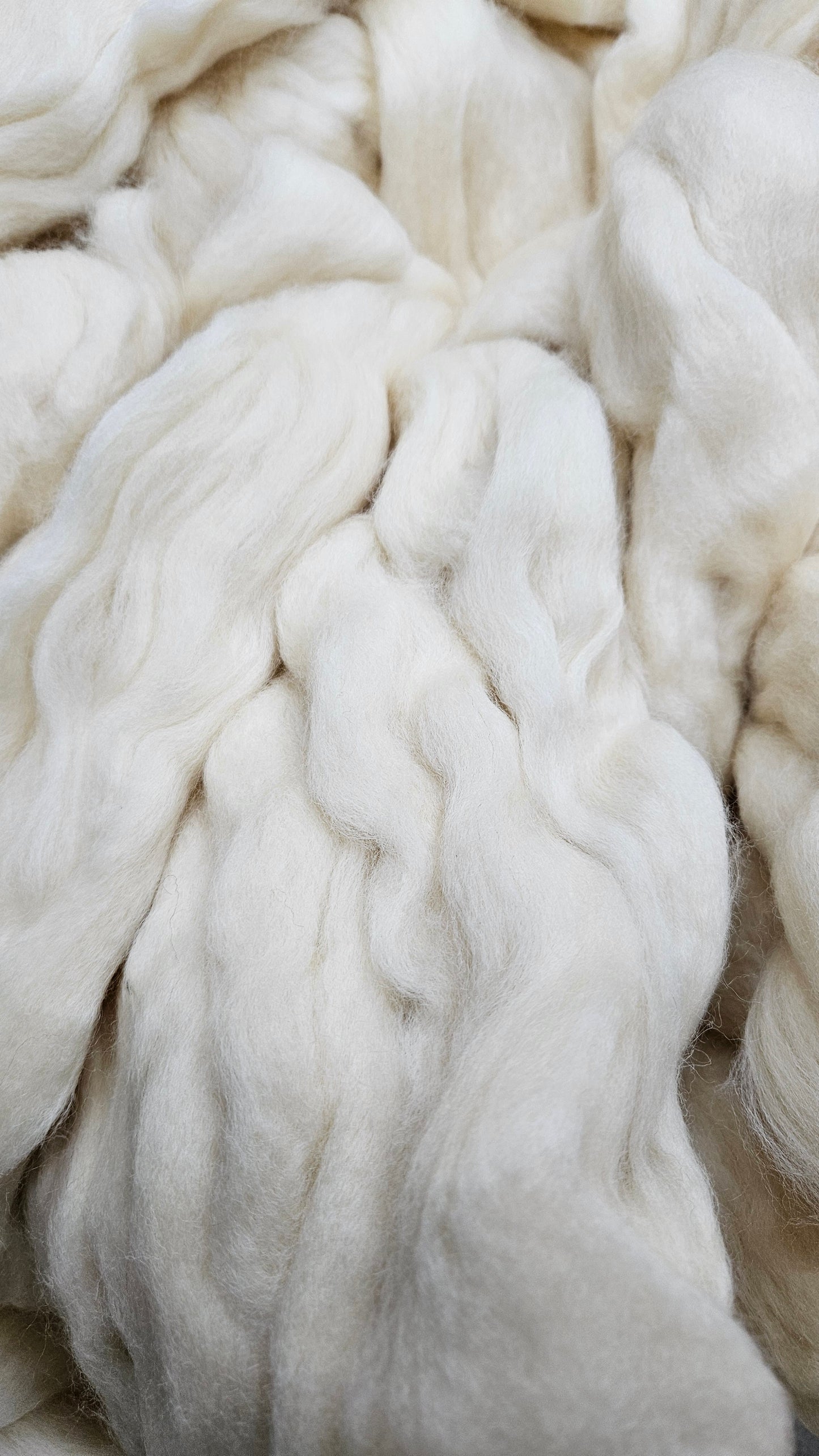 BLUE FACED LEICESTER (BFL) - undyed natural wool top for spinning, blending and felting - 6 oz | 170 g