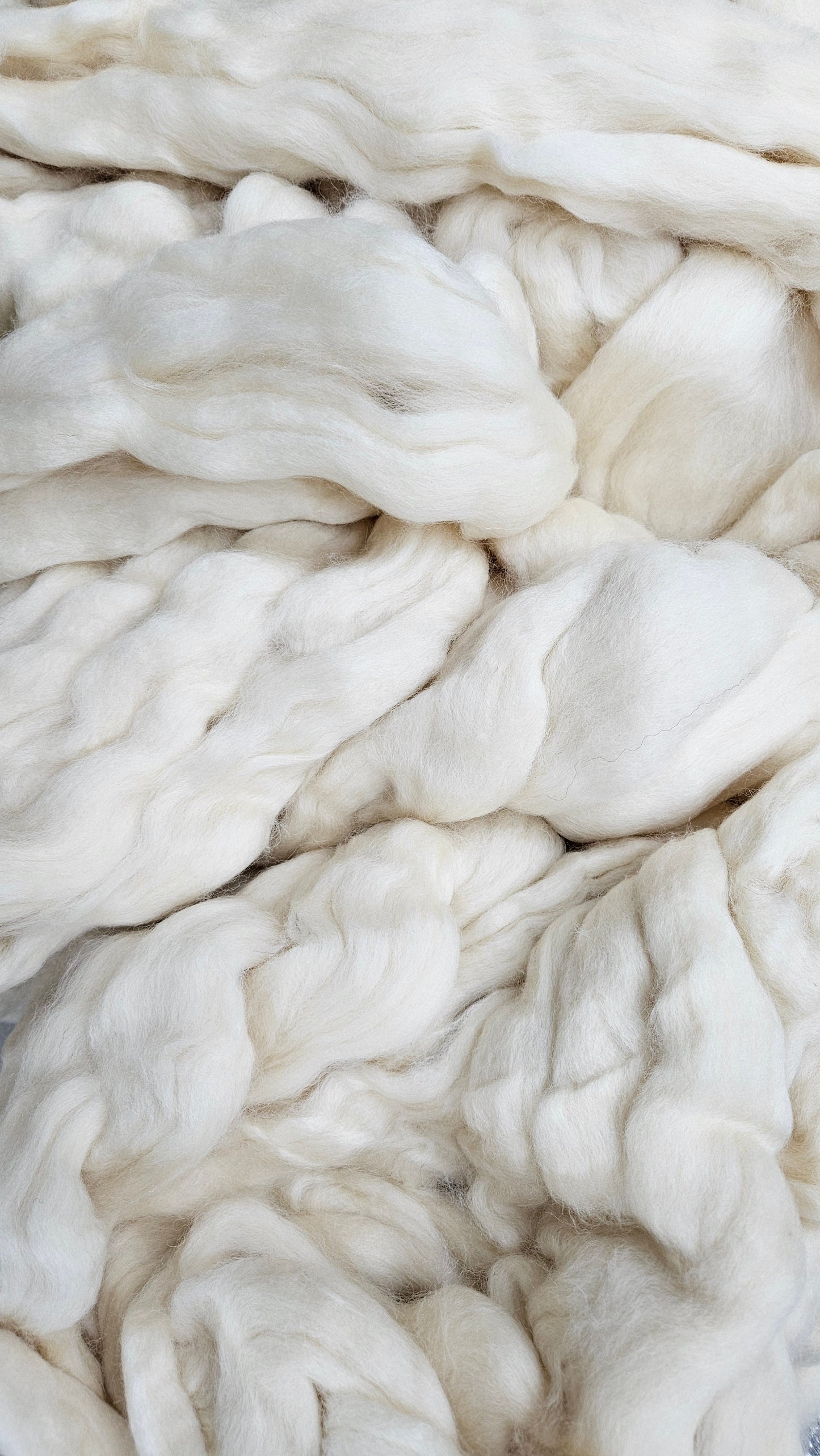 BLUE FACED LEICESTER (BFL) - undyed natural wool top for spinning, blending and felting - 6 oz | 170 g