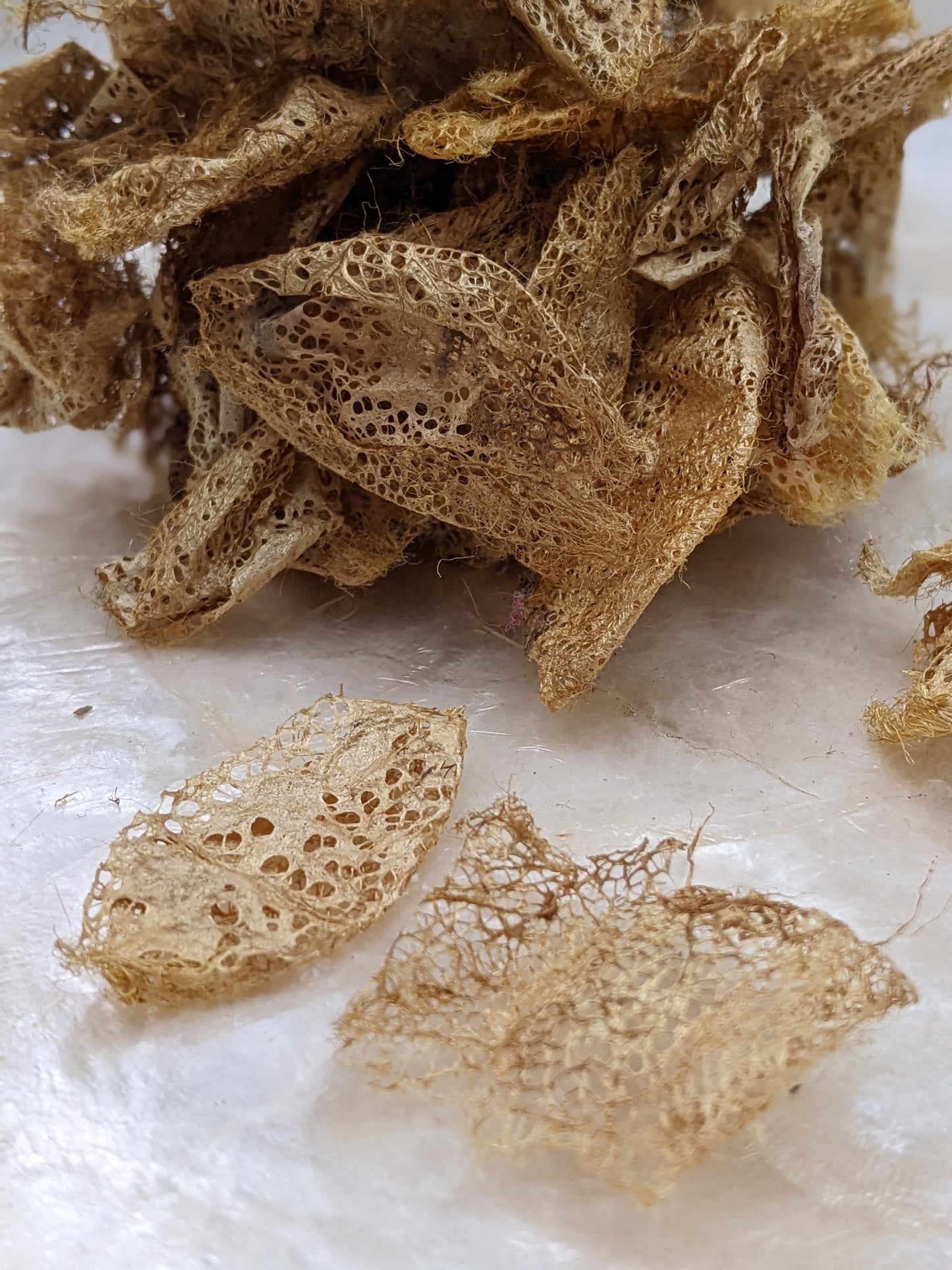 Rare Indonesian wild gathered natural gold lace silk cocoon effects - .25 oz