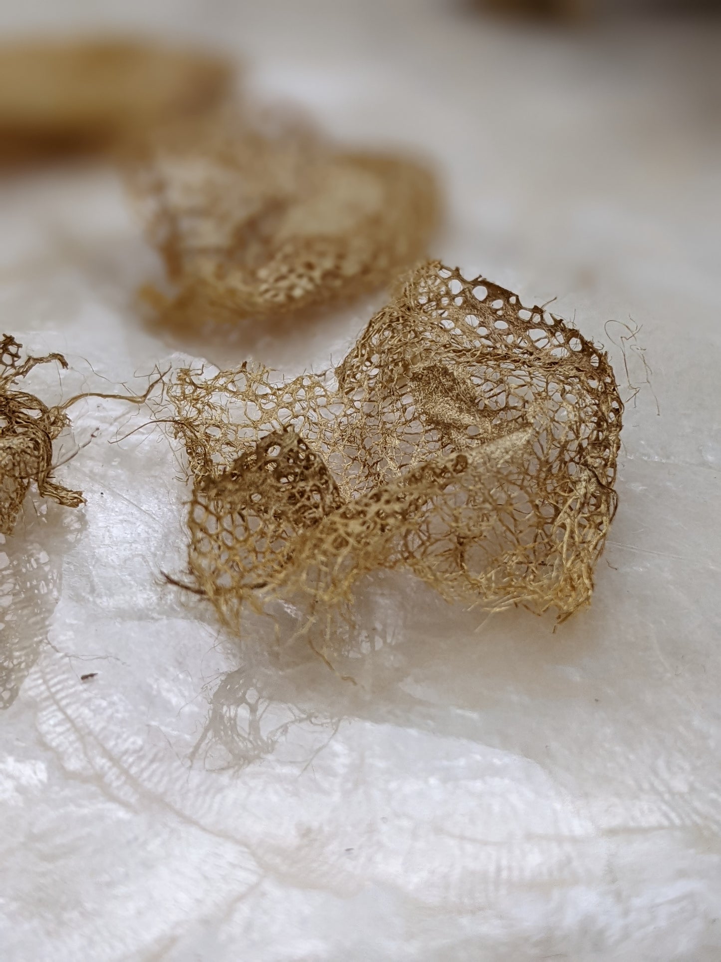 Rare Indonesian wild gathered natural gold lace silk cocoon effects - .25 oz