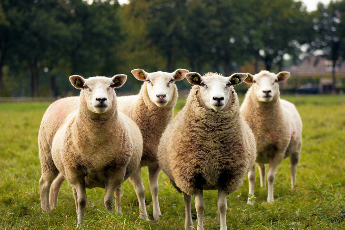 Sheep and Wool Festival Highlights (Craftsy Blog)