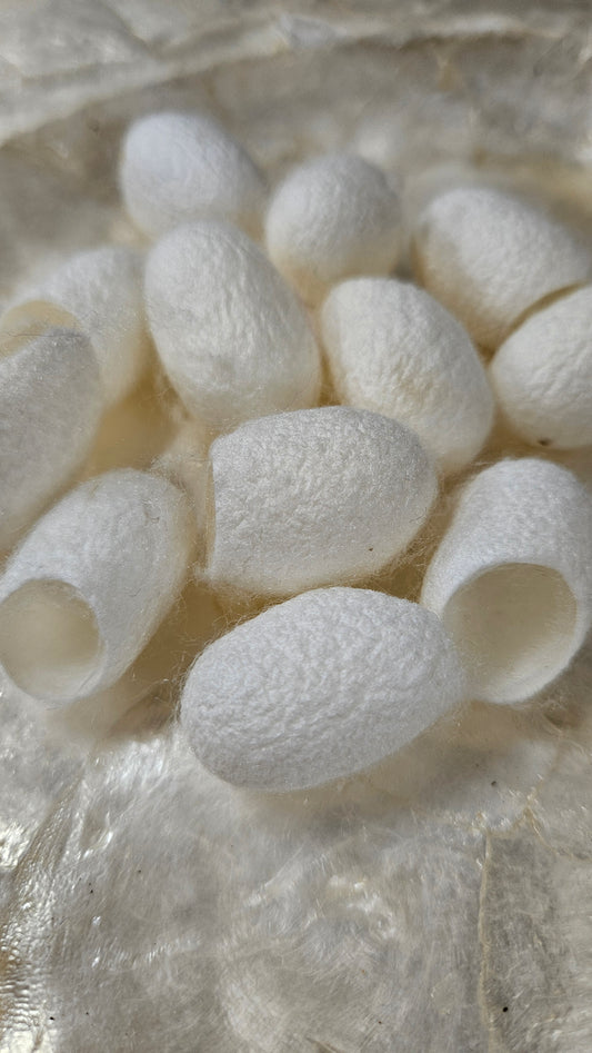 SILK COCOONS - undyed natural silk cocoons - 24 pieces