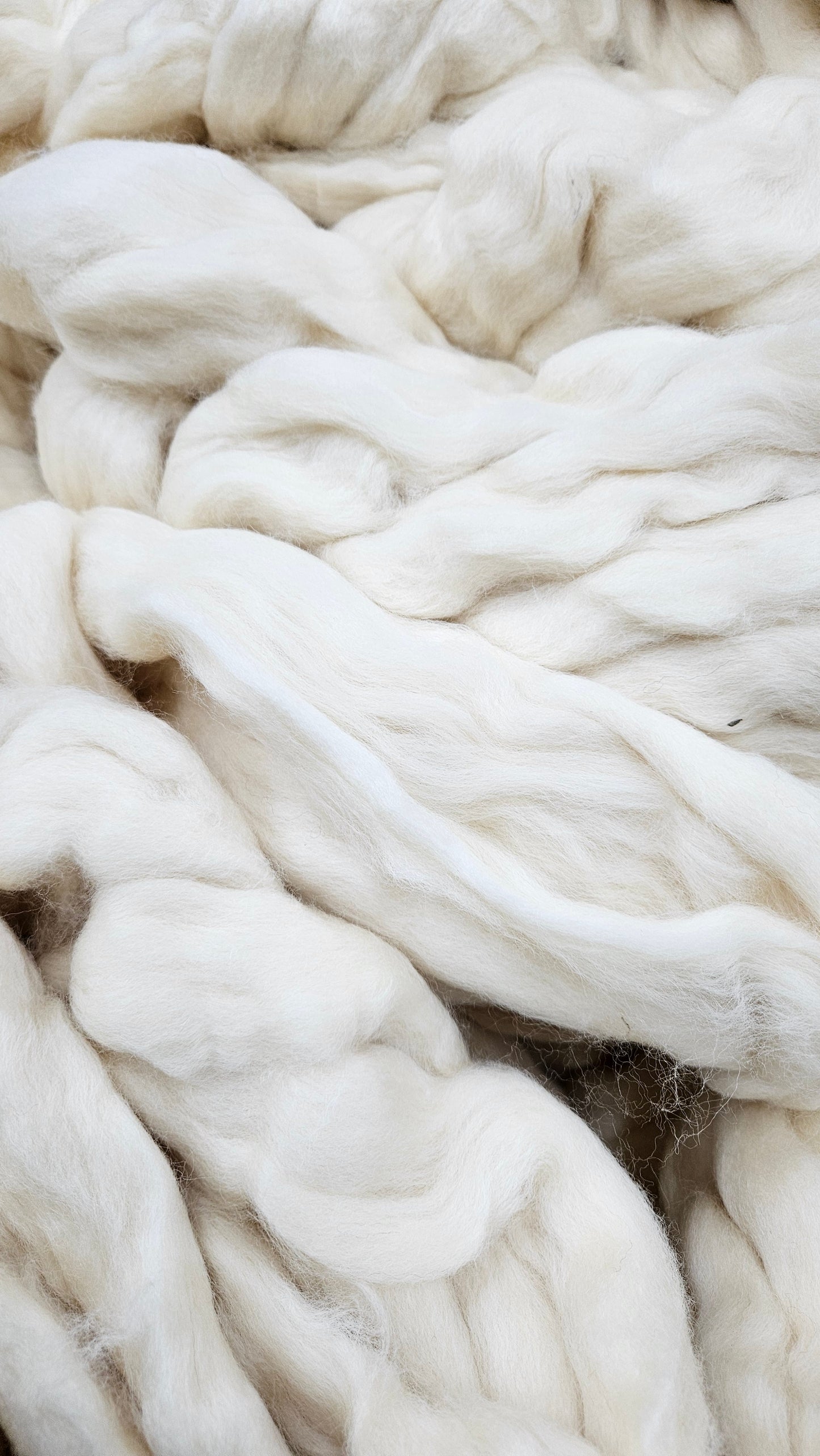 BLUE FACED LEICESTER (BFL) - undyed natural wool top for spinning, blending and felting - 6 oz | 170 g
