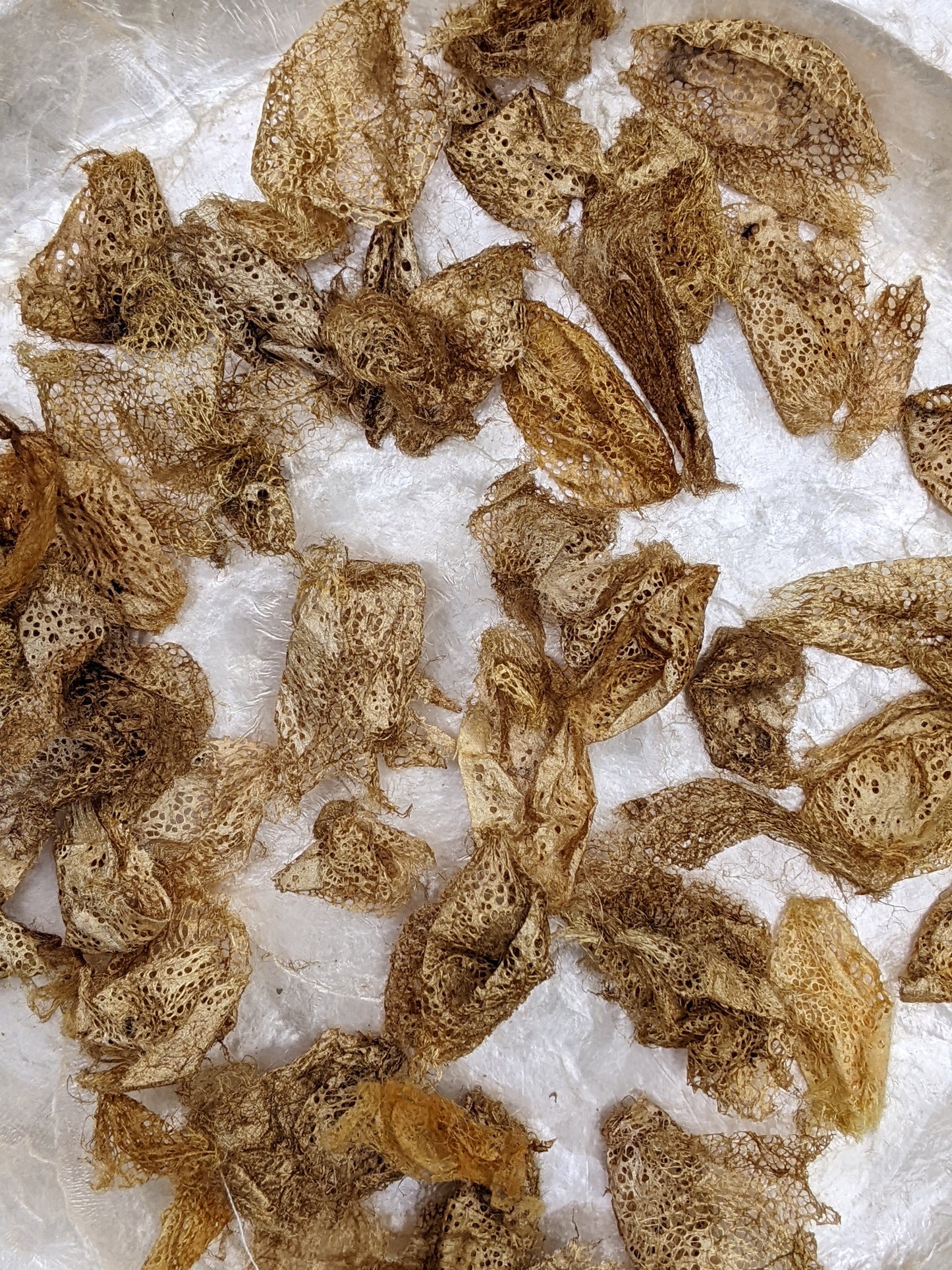 Rare Indonesian wild gathered natural gold lace silk cocoon effects - .25 oz