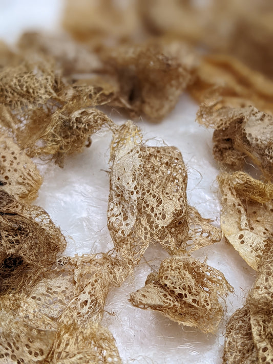 Rare Indonesian wild gathered natural gold lace silk cocoon effects - .25 oz